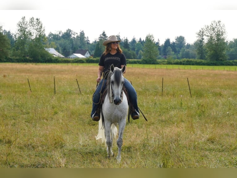 Andaluces Caballo castrado 7 años 157 cm Tordo in Selah, WA