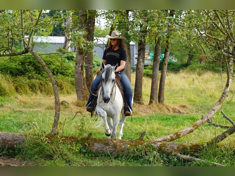 Andaluces Caballo castrado 7 años 157 cm Tordo in Selah, WA