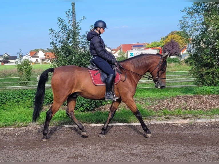 Andaluces Mestizo Caballo castrado 7 años 159 cm Castaño oscuro in Karlshuld