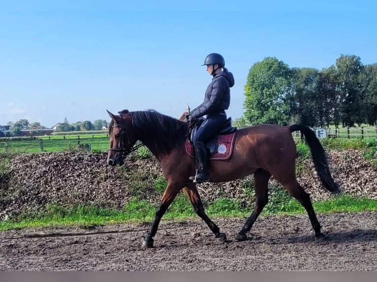Andaluces Mestizo Caballo castrado 7 años 159 cm Castaño oscuro in Karlshuld