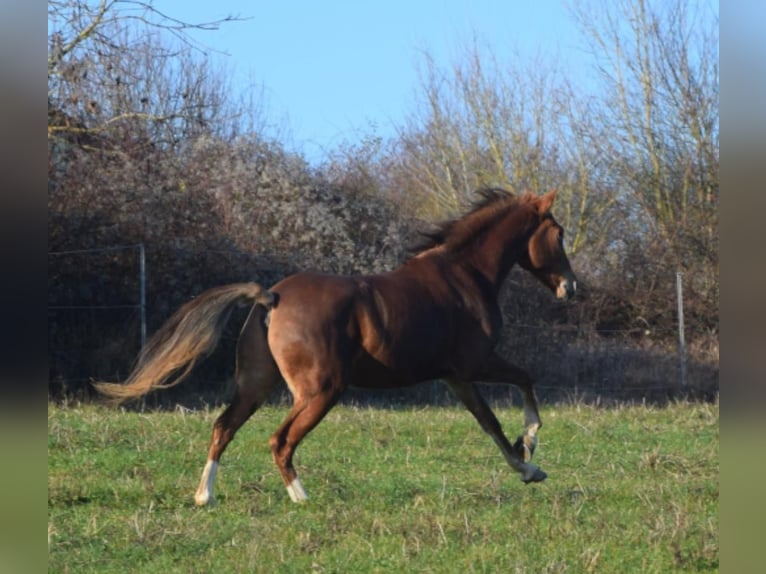 Andaluces Caballo castrado 7 años 160 cm Alazán in Würzburg