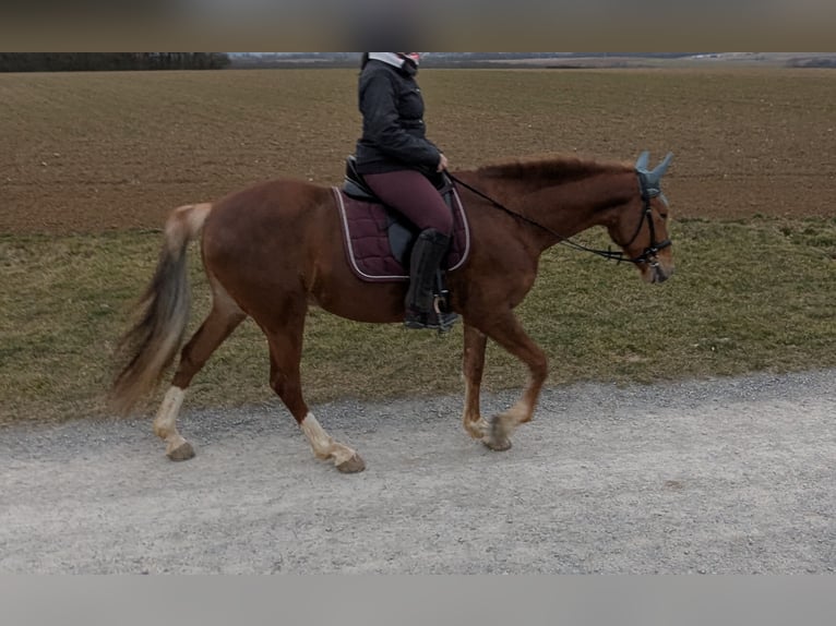 Andaluces Caballo castrado 7 años 160 cm Alazán in Würzburg