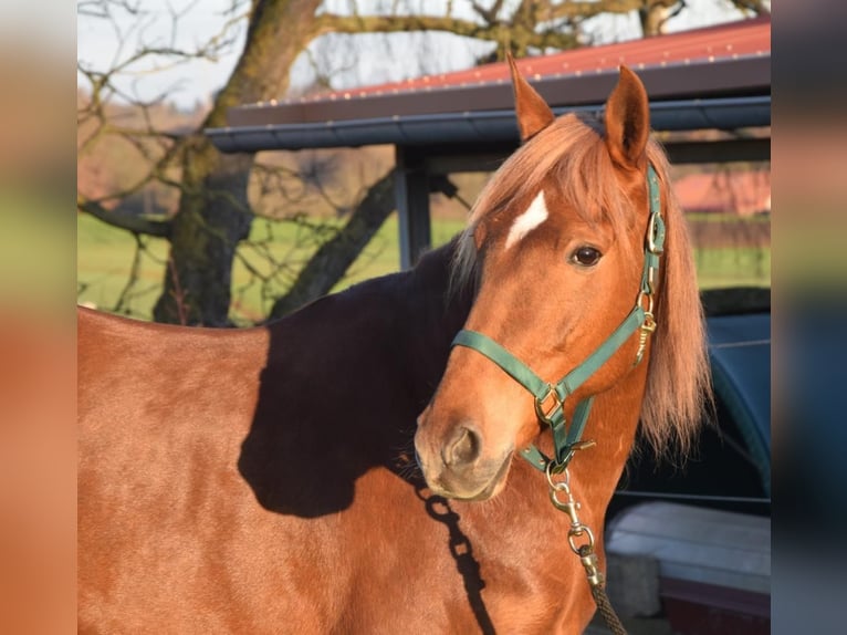 Andaluces Caballo castrado 7 años 160 cm Alazán in Würzburg