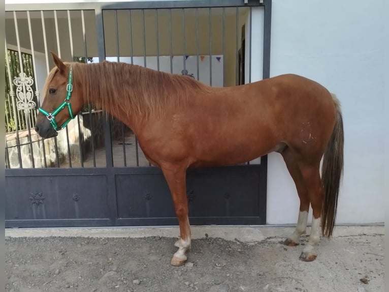 Andaluces Caballo castrado 7 años 160 cm Alazán in Würzburg