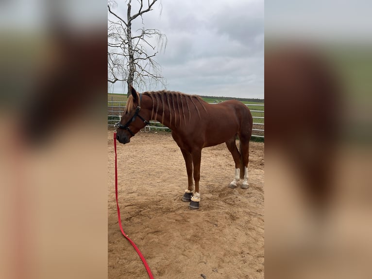 Andaluces Caballo castrado 7 años 160 cm Alazán in Würzburg