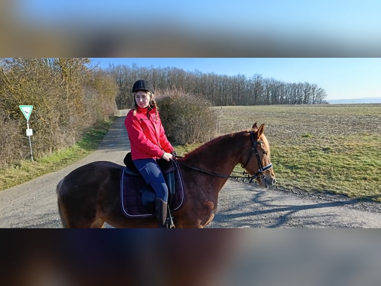 Andaluces Caballo castrado 7 años 160 cm Alazán in Würzburg