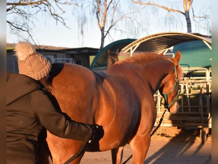 Andaluces Caballo castrado 7 años 160 cm Alazán in Würzburg