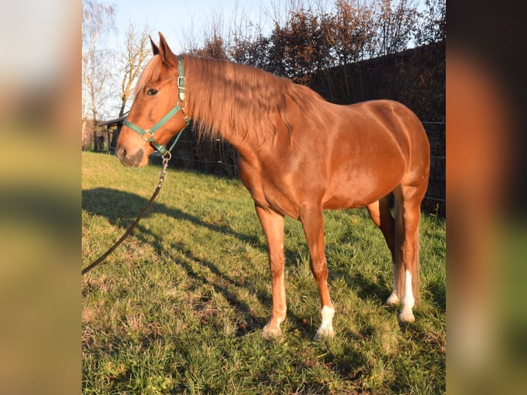 Andaluces Caballo castrado 7 años 160 cm Alazán in Würzburg