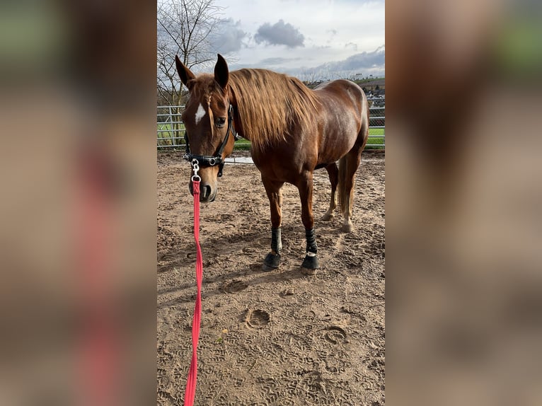 Andaluces Caballo castrado 7 años 160 cm Alazán in Würzburg