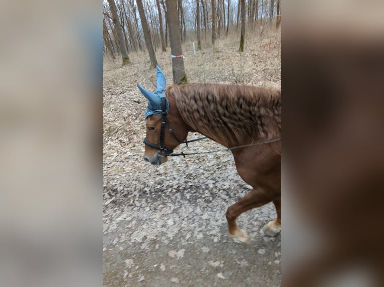 Andaluces Caballo castrado 7 años 160 cm Alazán in Würzburg