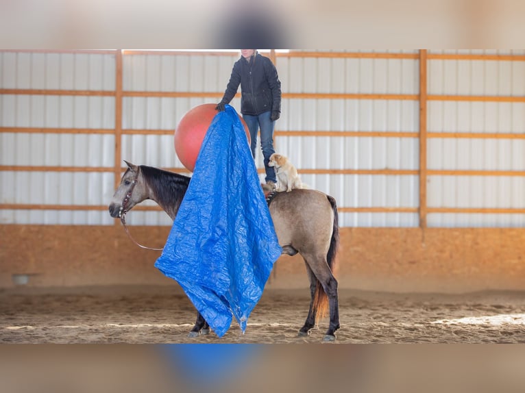 Andaluces Mestizo Caballo castrado 7 años 160 cm Buckskin/Bayo in Fredericksburg, OH