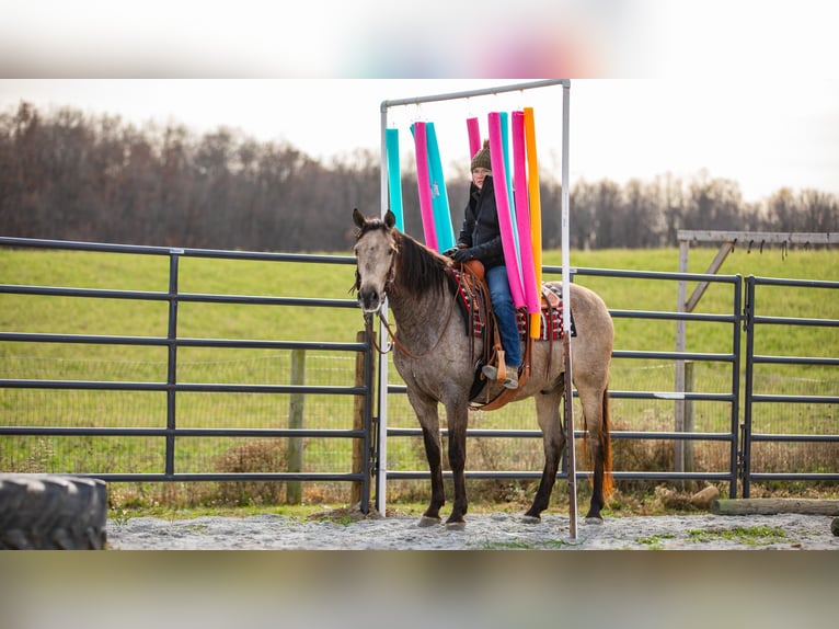 Andaluces Mestizo Caballo castrado 7 años 160 cm Buckskin/Bayo in Fredericksburg, OH