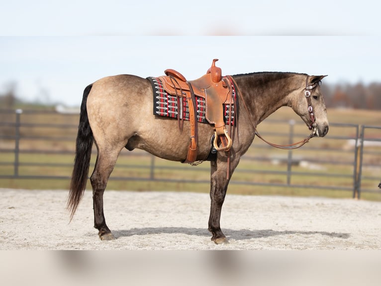 Andaluces Mestizo Caballo castrado 7 años 160 cm Buckskin/Bayo in Fredericksburg, OH