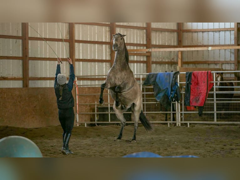 Andaluces Mestizo Caballo castrado 7 años 160 cm Buckskin/Bayo in Fredericksburg, OH