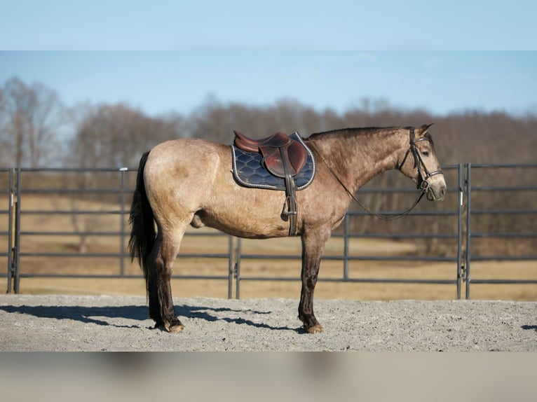 Andaluces Mestizo Caballo castrado 7 años 160 cm Buckskin/Bayo in Fredericksburg, OH