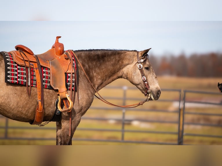 Andaluces Mestizo Caballo castrado 7 años 160 cm Buckskin/Bayo in Fredericksburg, OH