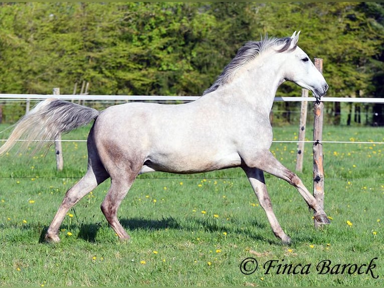Andaluces Caballo castrado 7 años 160 cm Tordo in Wiebelsheim
