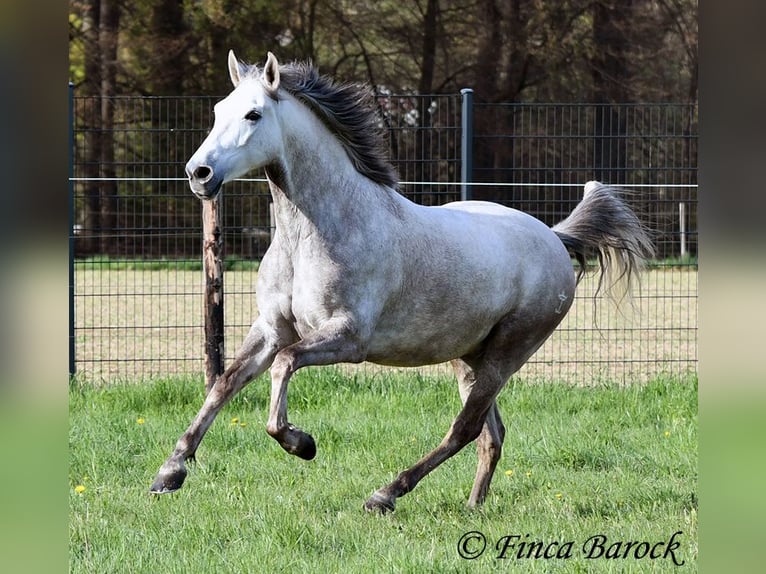 Andaluces Caballo castrado 7 años 160 cm Tordo in Wiebelsheim