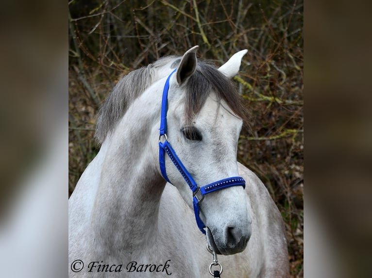 Andaluces Caballo castrado 7 años 160 cm Tordo in Wiebelsheim
