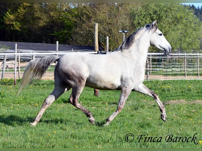 Andaluces Caballo castrado 7 años 160 cm Tordo in Wiebelsheim