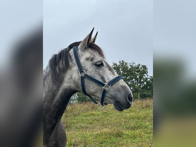 Andaluces Mestizo Caballo castrado 7 años 160 cm Tordo rodado in Ottensheim