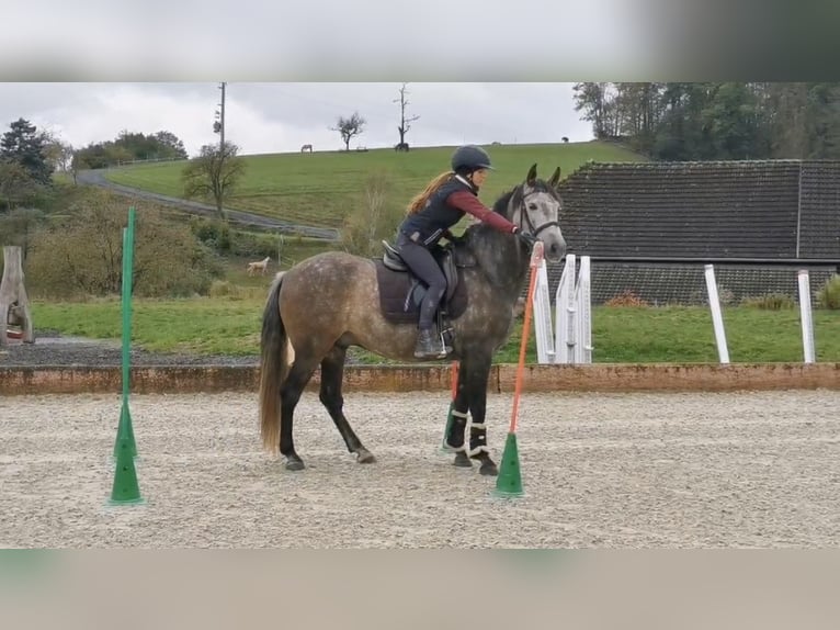 Andaluces Mestizo Caballo castrado 7 años 160 cm Tordo rodado in Ottensheim