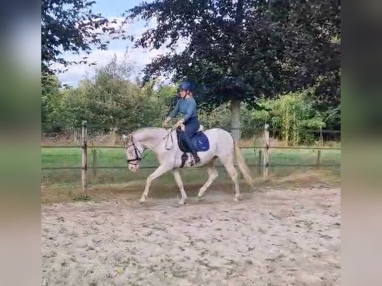 Andaluces Caballo castrado 7 años 162 cm Perlino in Beilen