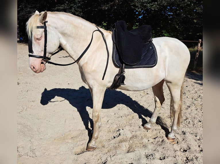 Andaluces Caballo castrado 7 años 162 cm Perlino in Beilen
