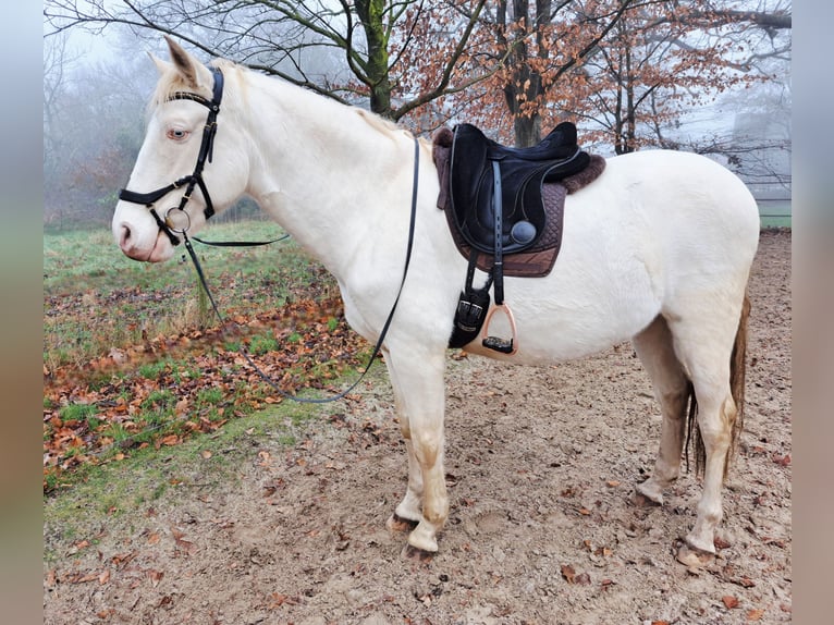 Andaluces Caballo castrado 7 años 162 cm Perlino in Beilen