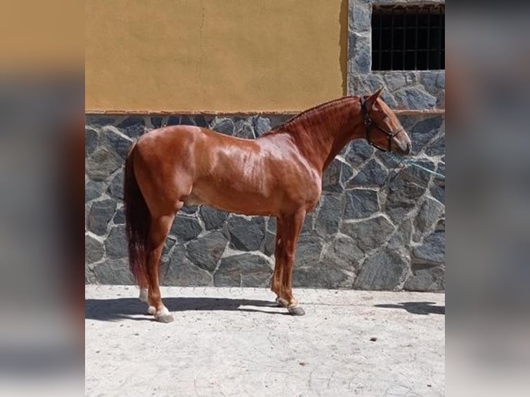 Andaluces Caballo castrado 7 años 163 cm Alazán in Murcia