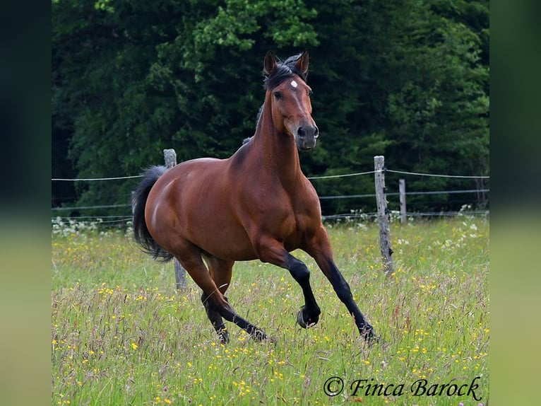 Andaluces Caballo castrado 7 años 163 cm Castaño in Wiebelsheim