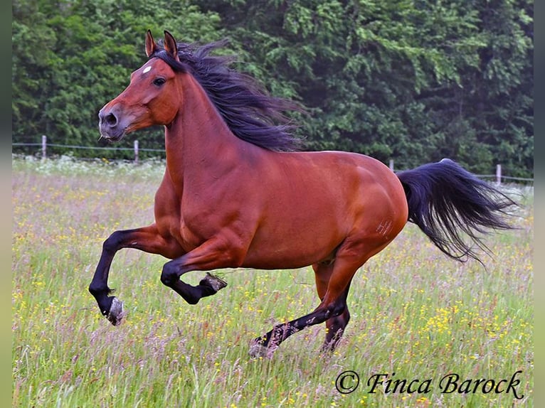 Andaluces Caballo castrado 7 años 163 cm Castaño in Wiebelsheim