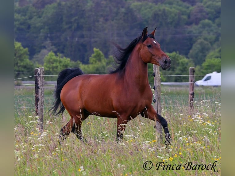 Andaluces Caballo castrado 7 años 163 cm Castaño in Wiebelsheim