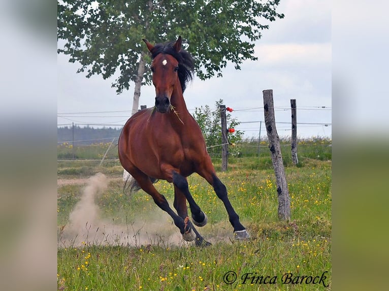 Andaluces Caballo castrado 7 años 163 cm Castaño in Wiebelsheim
