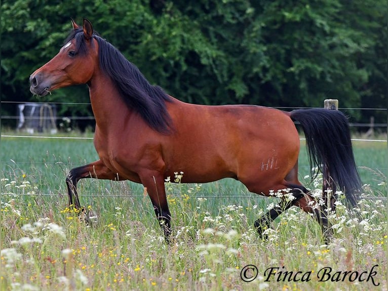 Andaluces Caballo castrado 7 años 163 cm Castaño in Wiebelsheim