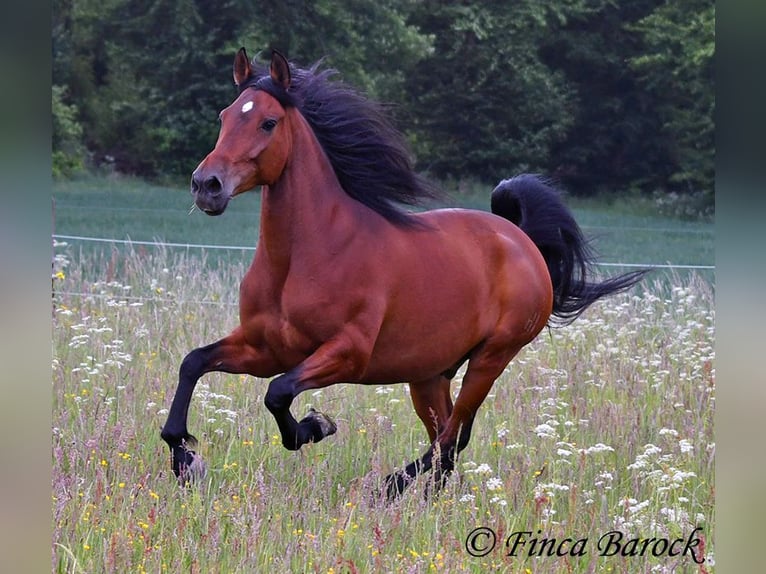 Andaluces Caballo castrado 7 años 163 cm Castaño in Wiebelsheim