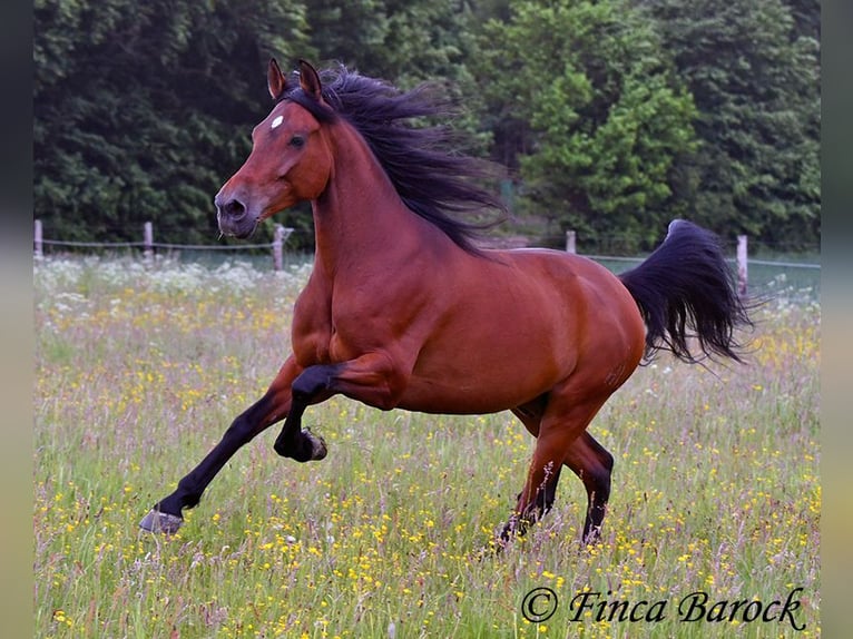 Andaluces Caballo castrado 7 años 163 cm Castaño in Wiebelsheim