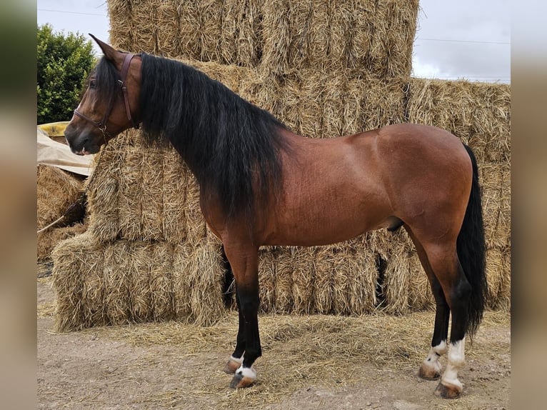 Andaluces Caballo castrado 7 años 163 cm Castaño rojizo in Alicante/Alacant