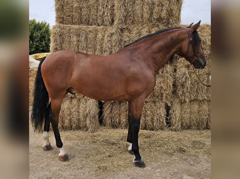 Andaluces Caballo castrado 7 años 163 cm Castaño rojizo in Alicante/Alacant