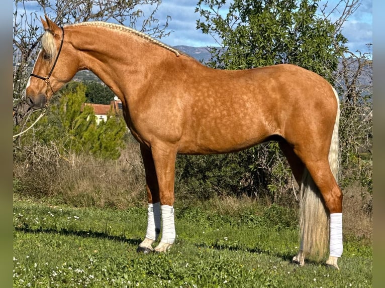 Andaluces Caballo castrado 7 años 163 cm Palomino in Martfeld
