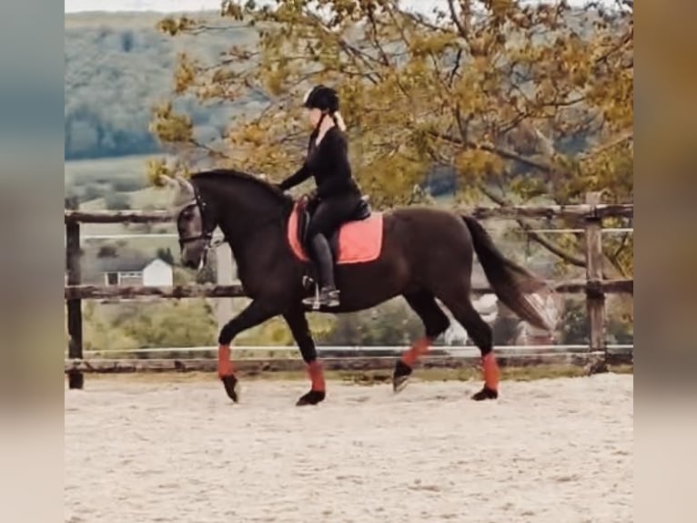 Andaluces Caballo castrado 7 años 163 cm Tordillo negro in Basel