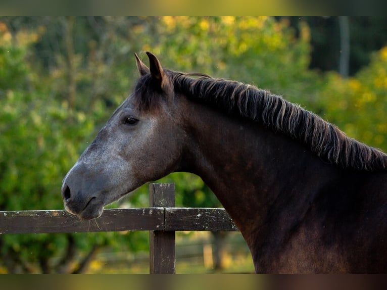 Andaluces Caballo castrado 7 años 163 cm Tordillo negro in Basel