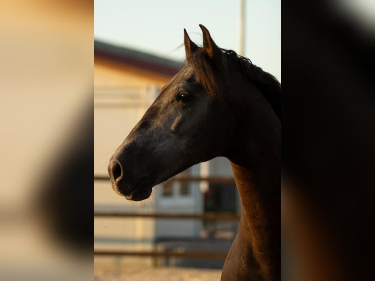 Andaluces Caballo castrado 7 años 163 cm Tordillo negro in Basel