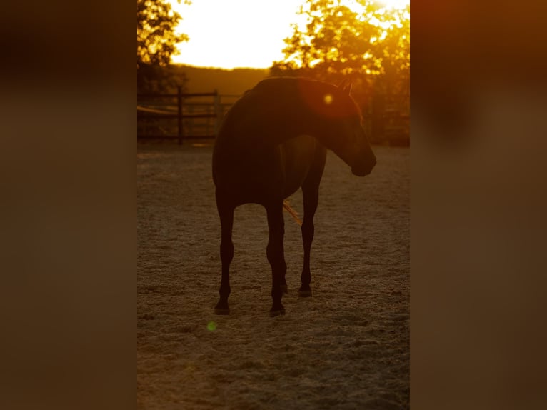 Andaluces Caballo castrado 7 años 163 cm Tordillo negro in Basel