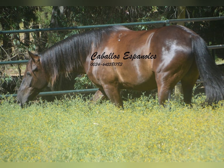 Andaluces Caballo castrado 7 años 164 cm Castaño oscuro in Vejer de la Frontera