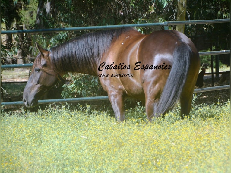 Andaluces Caballo castrado 7 años 164 cm Castaño oscuro in Vejer de la Frontera