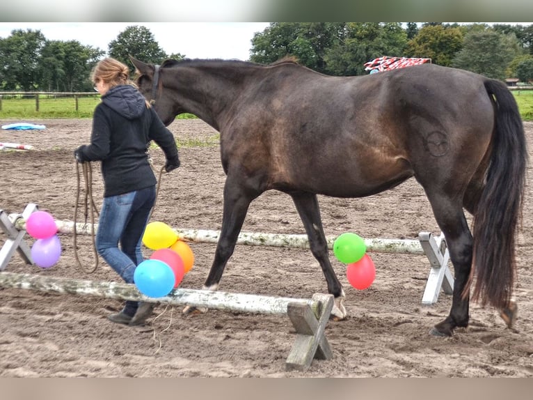 Andaluces Caballo castrado 7 años 164 cm Negro in Wulmstorf