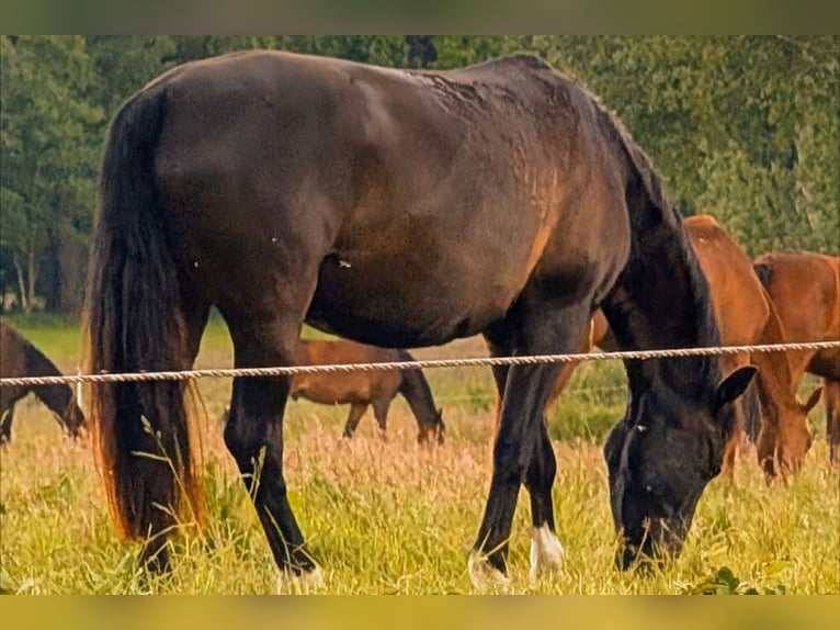 Andaluces Caballo castrado 7 años 164 cm Negro in Wulmstorf