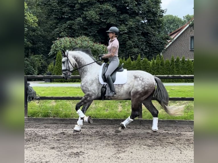 Andaluces Caballo castrado 7 años 164 cm Tordo in biddinghuizen