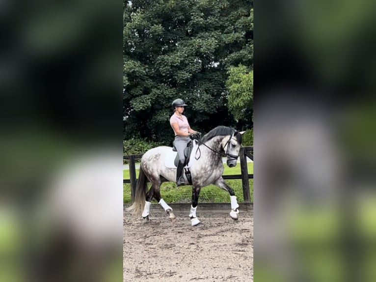 Andaluces Caballo castrado 7 años 164 cm Tordo in biddinghuizen